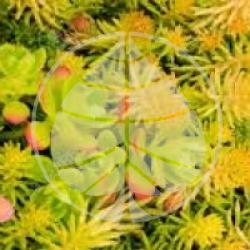 Sedum
