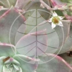 Graptopetalum paraguayense