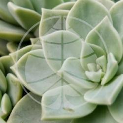 Graptopetalum paraguayense - Plante de porcelaine