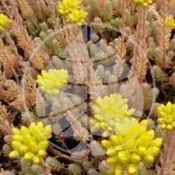 Sedum - Sedum