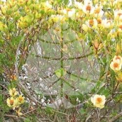 Leucadendron discolor