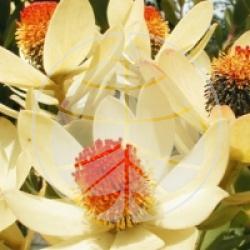 Leucadendron discolor - Leucadendron discolor