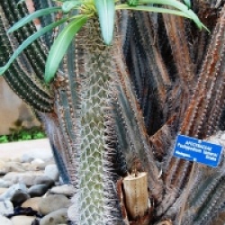Pachypodium lamerei - Palmier de Madagascar