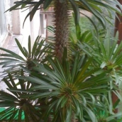 Pachypodium lamerei