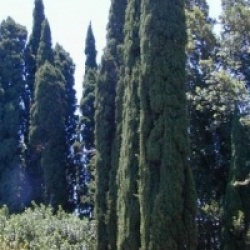 Cupressus sempervirens 'Stricta' - Cypr�s d'Italie ou de Provence