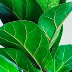 Ficus lyrata - Ficus lyre, Figuier lyre