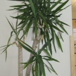 Yucca