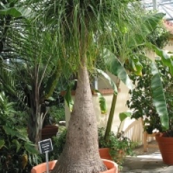 Beaucarnea recurvata