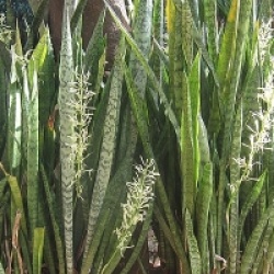 Sansevieria trifasciata