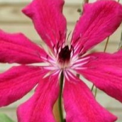 Clematis 'Allanah' - Cl�matite � grandes fleurs Allanah