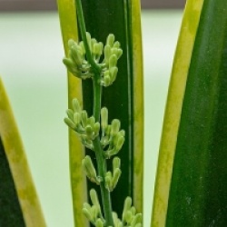Sansevieria trifasciata - Langue de belle-m�re