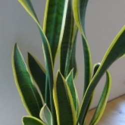 Sansevieria trifasciata