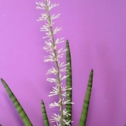 Sansevieria cylindrica