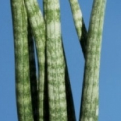 Sansevieria cylindrica