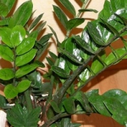 Zamioculcas zamiifolia - Faux Zamia