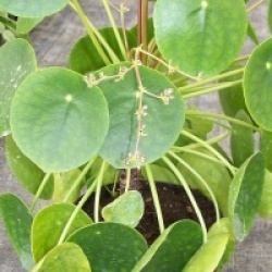 Pilea peperomioides - Pil�a
