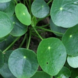 Pilea peperomioides
