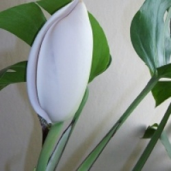 Philodendron pertusum, Monstera deliciosa 'Variegata'