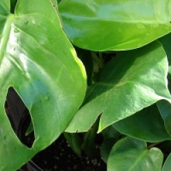Philodendron pertusum, Monstera deliciosa 'Variegata'