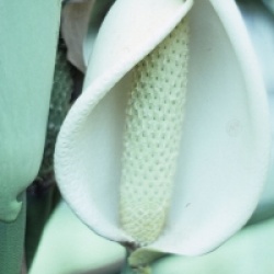 Philodendron pertusum, Monstera deliciosa 'Variegata'