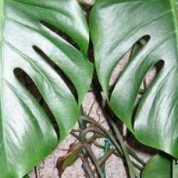 Philodendron pertusum, Monstera deliciosa 'Variegata' - Monstera, Faux philodendron