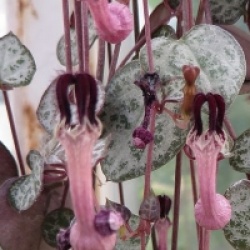 Ceropegia woodii