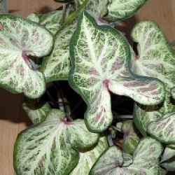 Caladium bicolor - Caladium