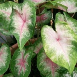 Caladium bicolor