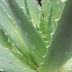 Aloe vera