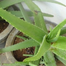 Aloe vera