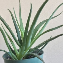 Aloe vera