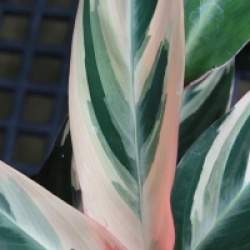 Stromanthe sanguinea 'Triostar' - Calath�a Triostar