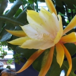 Epiphyllum anguliger