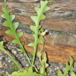 Epiphyllum anguliger