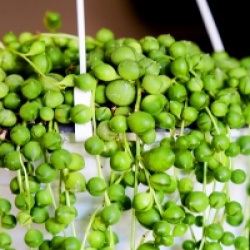 Senecio rowleyanus - S�ne�on de Rowley