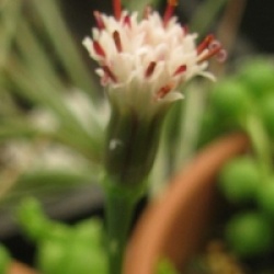 Senecio rowleyanus