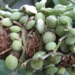 Dischidia Nummularia 'Dragon Jade'