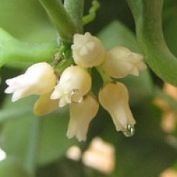 Dischidia Nummularia 'Dragon Jade'