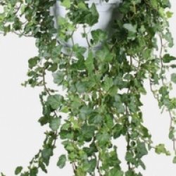 Hedera helix