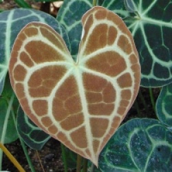 Anthurium Clarinervium