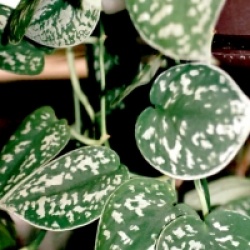 Scindapsus pictus - Pothos tachet�
