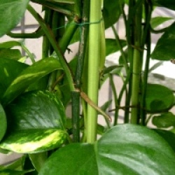 Epipremnum aureum