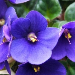 Saintpaulia ionantha - Violette africaine