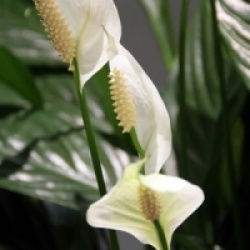 Spathiphyllum wallisii - Fleur de lune