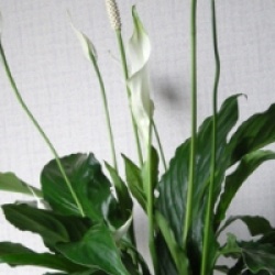 Spathiphyllum wallisii