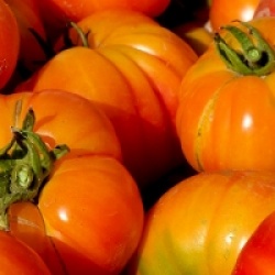 Tomate Joyau d'Oaxaca bio