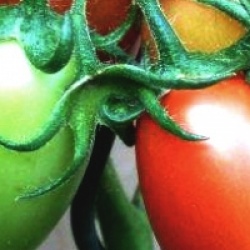 Lycopersicon esculentum 'Prolifique de Falisolle' - Tomate Prolifique de Falisolle bio