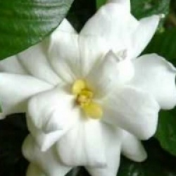 Gardenia jasminoide