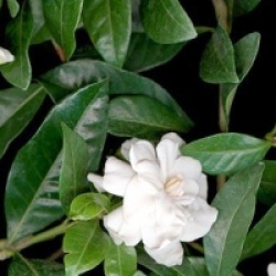 Gardenia jasminoide