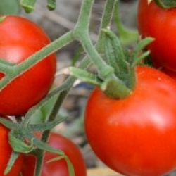 Tomate Glacier Rouge bio